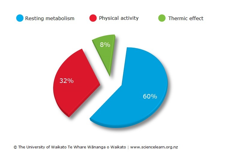 Percentage breakdown of total daily energy expenditure.