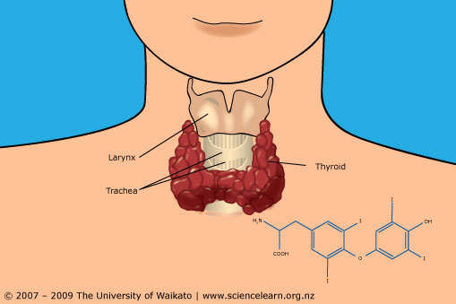 Diagram of the human thyroid gland. 