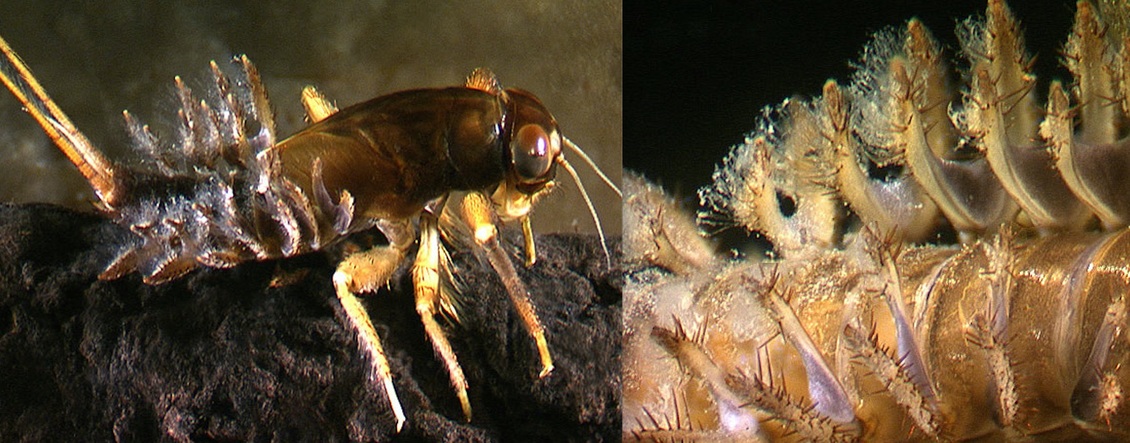 Spiny gilled mayfly (Coloburiscidae: Coloburiscus) and close up