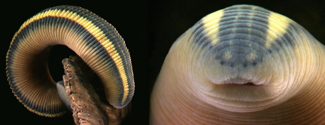 2 images of the NZ blood-sucking leech Richardsonianus mauianus.