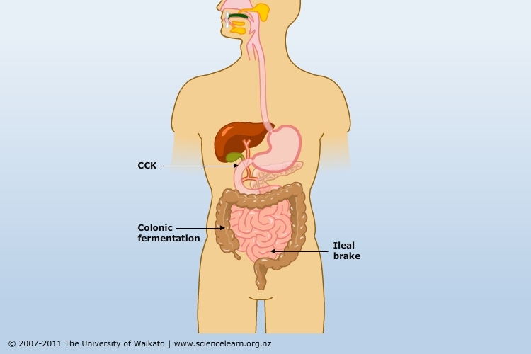 Digestive system 3 main mechanisms targeted in satiety research 