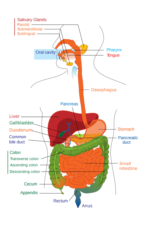 Diagram of the main organs of the human digestive system. 
