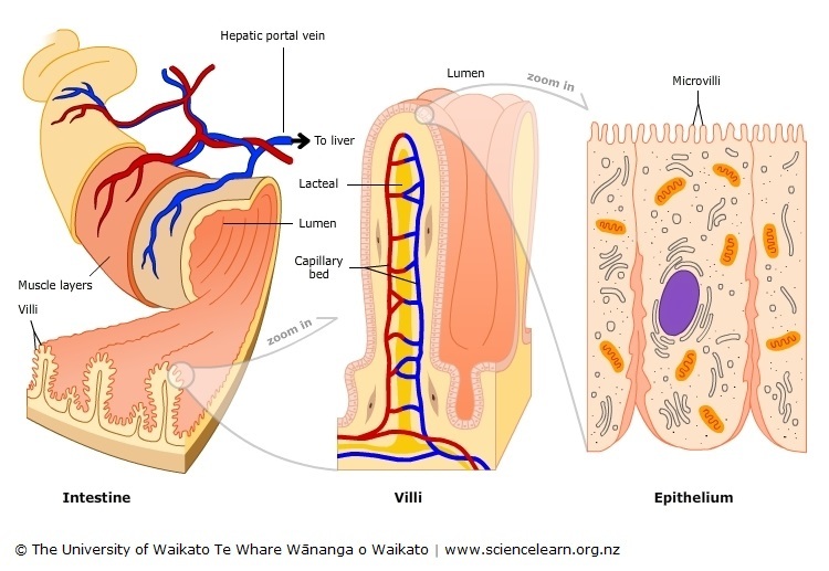 Diagram of the villi in the small intestine. 