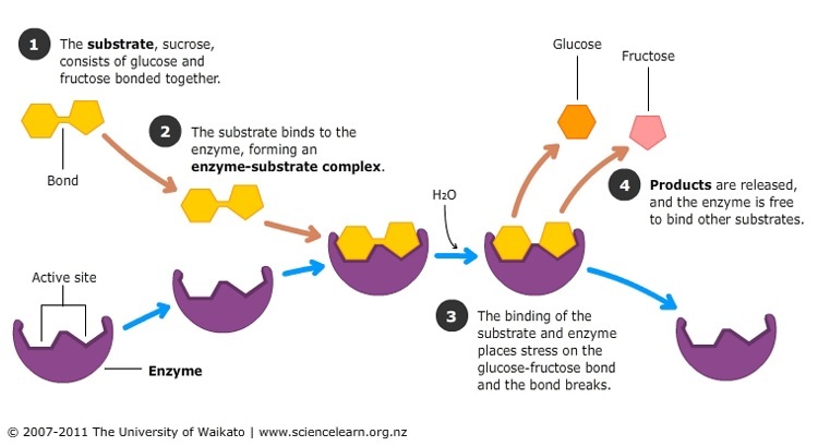 Digestive enzyme interaction