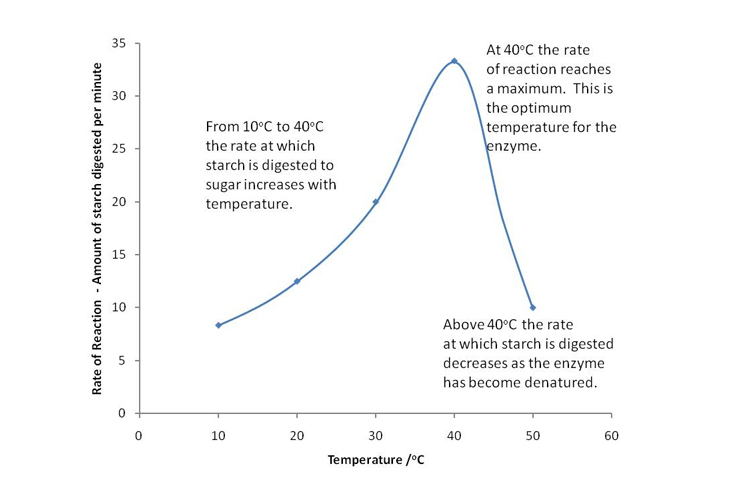 Graph indicates how the rate of digestion of starch