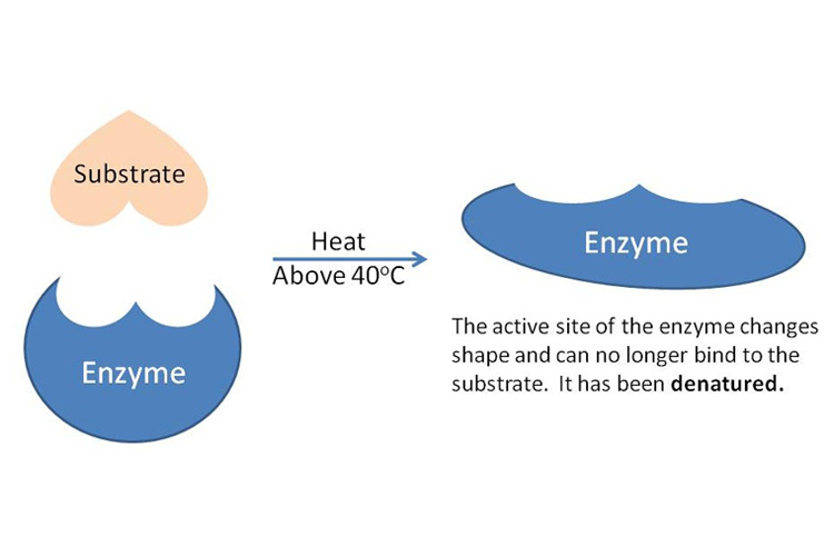 Denatured enzyme diagram change from heat.