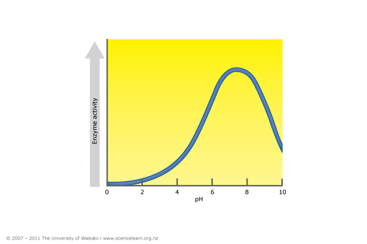 Rate of digestion — Science Learning Hub