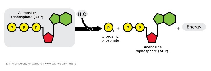 Diagram showing conversion of ATP to ADP leading to energy