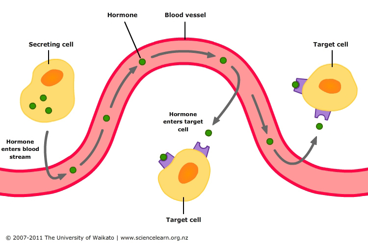 Diagram showing hormone action.