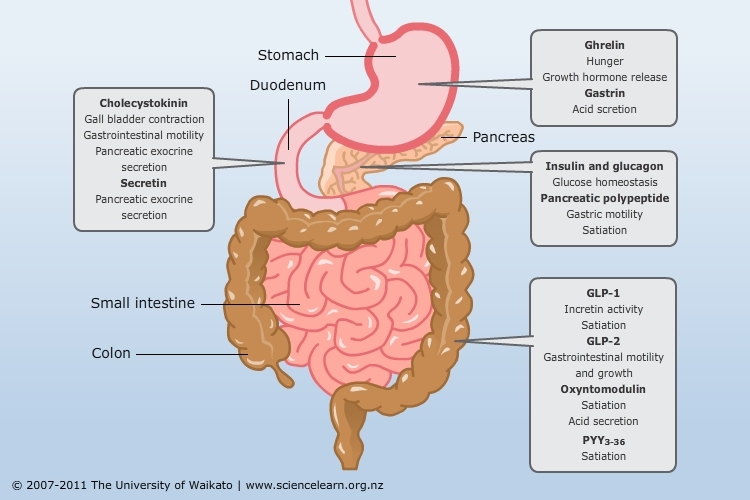 Digestive Hormones Chart