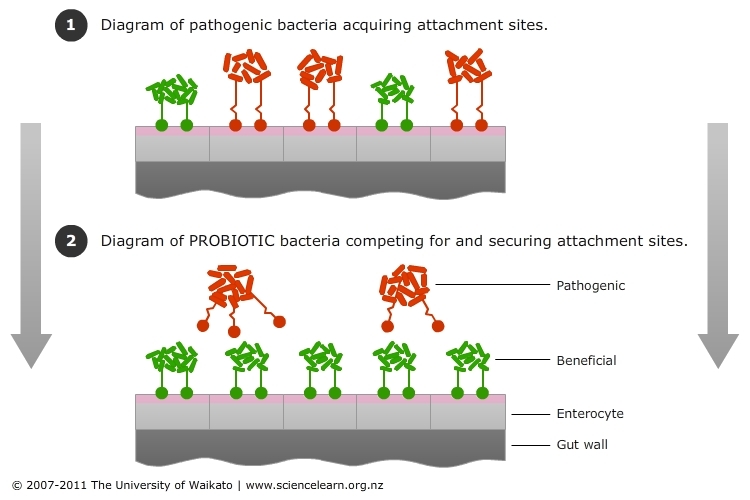 Diagram of pathogenic and probiotic bacteria.