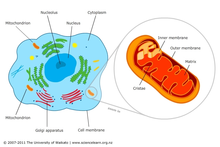 Diagram of a cell featuring mitochondria. 