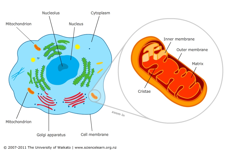 Mitochondria – cell powerhouses — Science Learning Hub