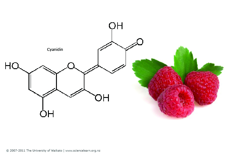 Cyanidin molecule phytochemical formula and three raspberries.