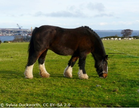 A brown draught horse with white on bottom of legs in a field.