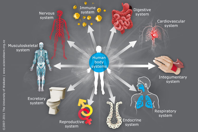 The human body is made up of a number of inter-related systems.