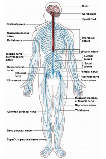 Labeled diagram of the human nervous system. 