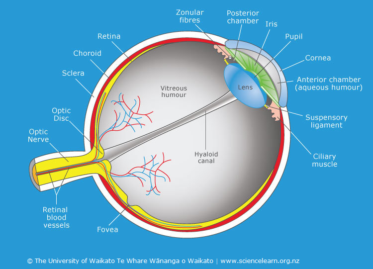 Diagram of a cross-section through the human eye with lables.