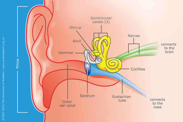 Diagram of the structure of the Human ear.