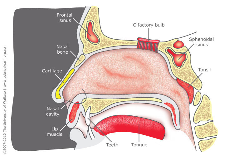 Diagram of the structure of the human nose.