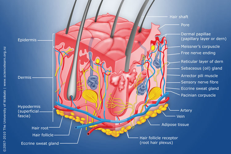 Diagram of the human skin structure. 