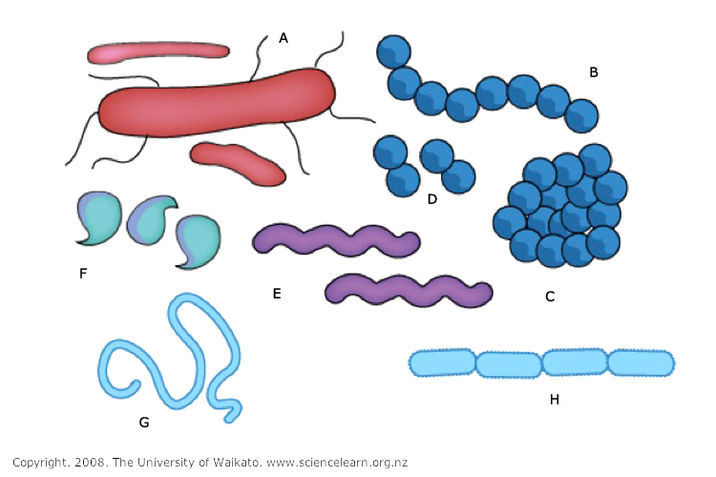 Diagram showing diverse bacterial shapes. 