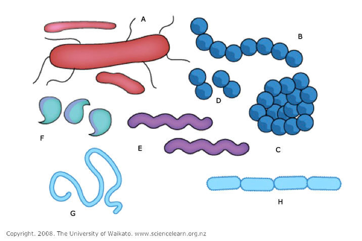 types of bacterial cells