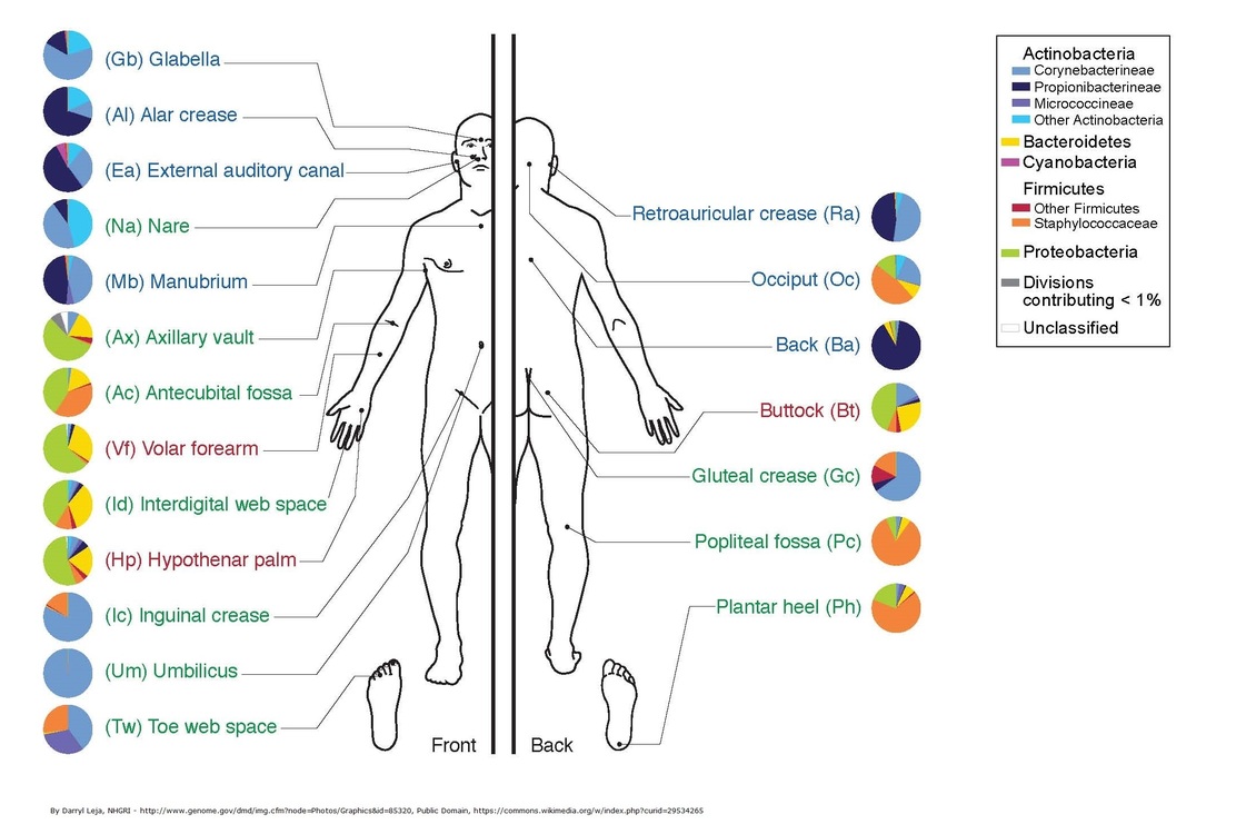 Bacterial populations on the skin diagram.