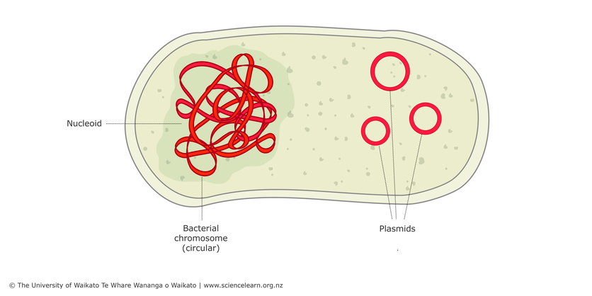Bacterial DNA – the role of plasmids — Science Learning Hub