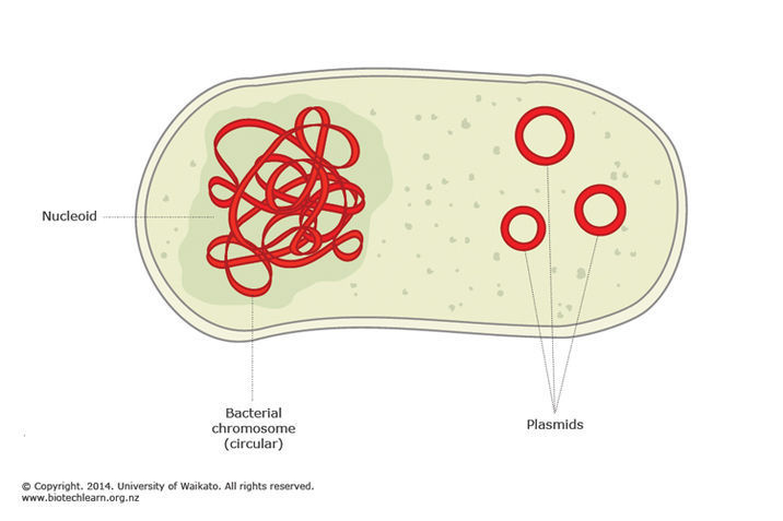 Bacterial Dna The Role Of Plasmids Science Learning Hub Bacterial Dna The Role Of Plasmids Science Learning Hub