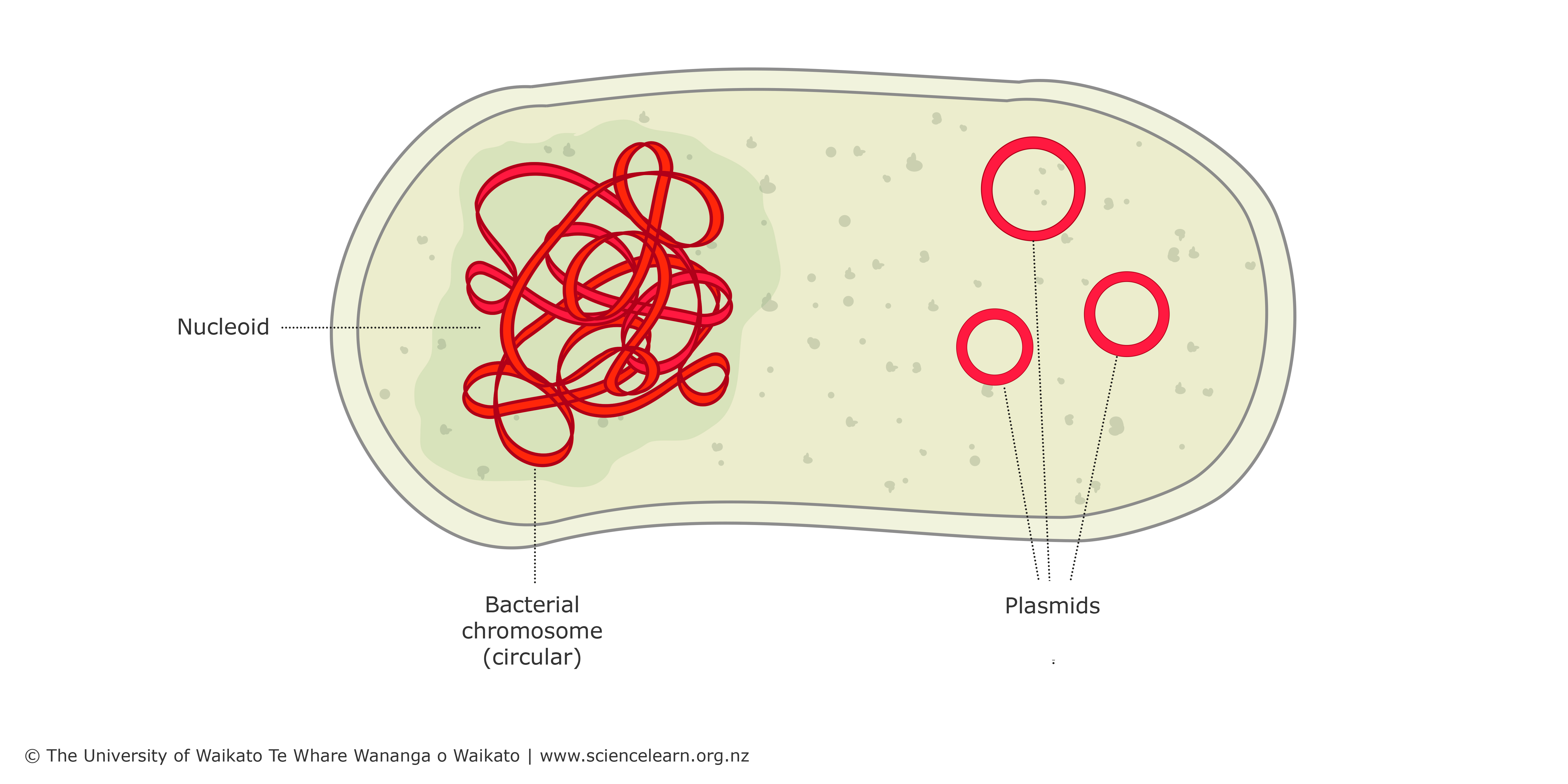 plasmid dna in bacteria