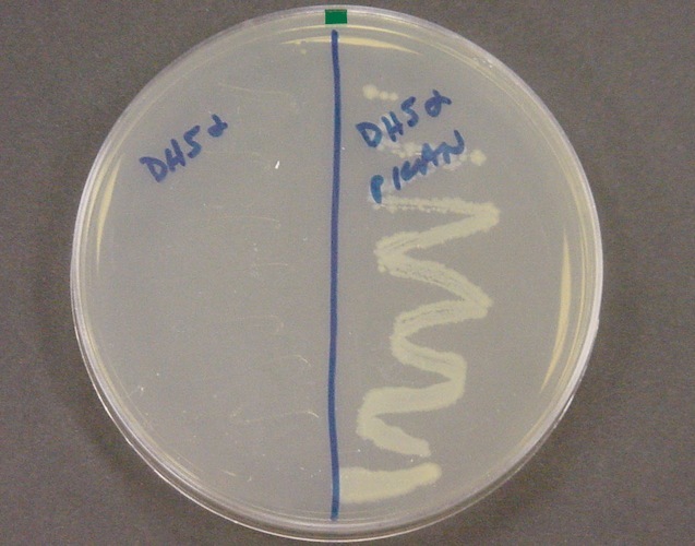 An agar plate with the antibiotic kanamycin and bacteria E.coli.