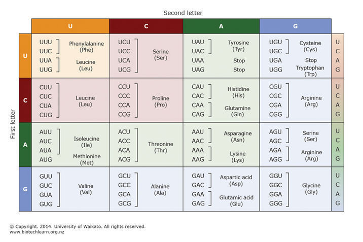 Table of the genetic code. 