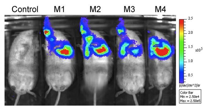 Glowing Mycobacterium in mice test subjects.