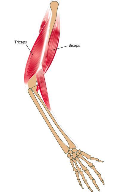 Simple diagram of Skeletal arm with triceps and biceps muscles