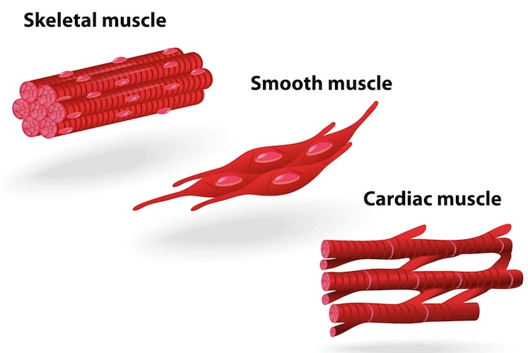 Labeled Easy Cardiac Muscle Diagram