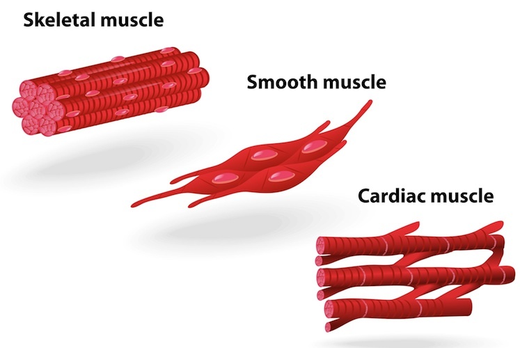 Types of muscle tissue: Skeletal, Smooth and Cardiac. 
