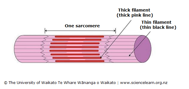 Diagram of skeletal muscle cell, filaments and sarcomere.