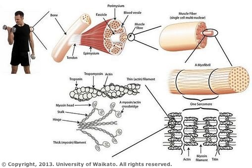 Diagram showing human muscle structure.
