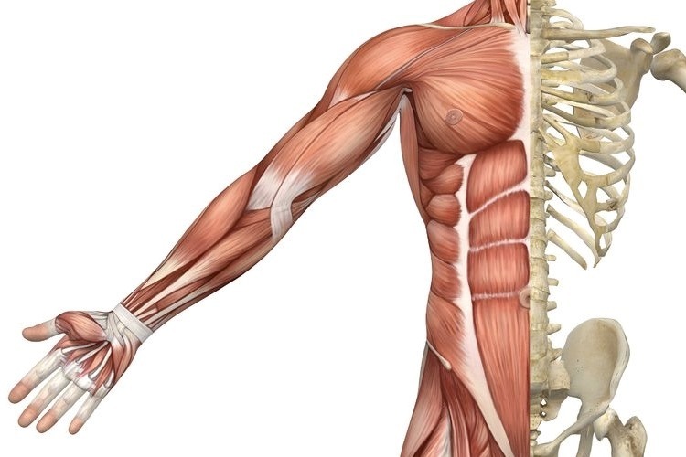 Diagram: upper human torso of skeletal muscles, bones & tendons.