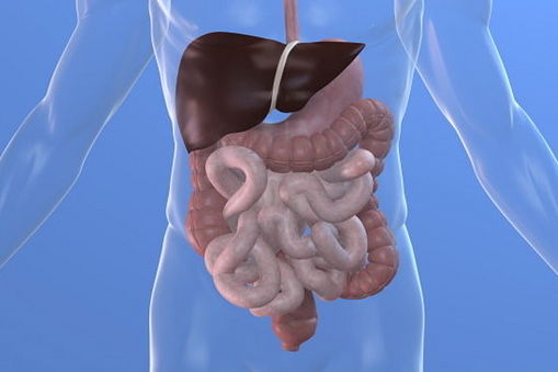 Stomach Smooth Muscle Science Learning Hub