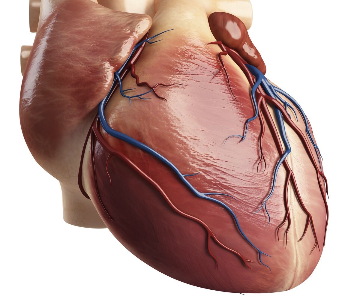 cardiac-muscles