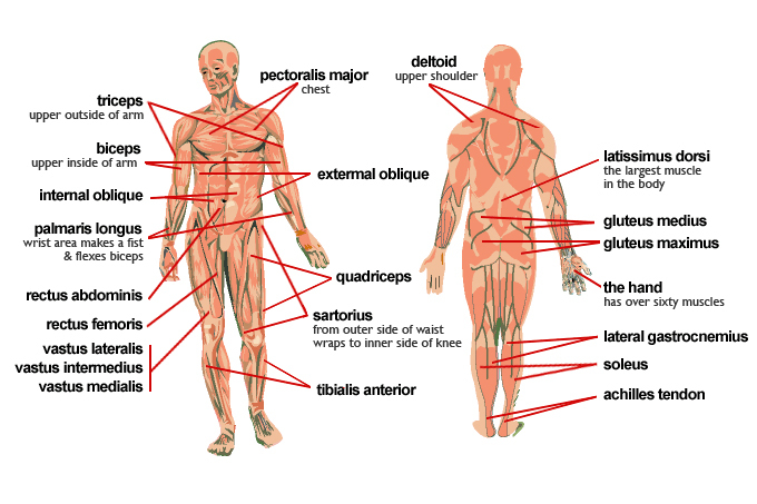 Anterior and posterior views of human body showing major muscles