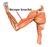 Diagram showing the biceps brachii muscle. 