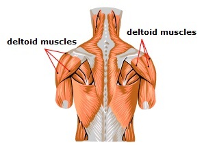 Diagram showing the human deltoid muscles. 