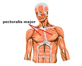 Diagram of the human Pectoralis major muscle
