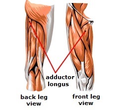Diagram of the adductor longus muscles on inner thighs. 