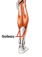 Diagram of the soleus muscle in a human's lower leg.