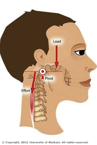 pivot joint neck diagram