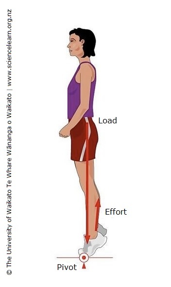 Diagram showing how standing on tip toes is a Class 2 lever. 